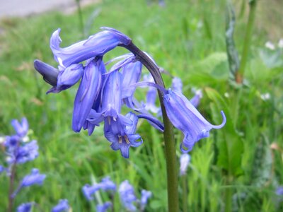 Bluebell spring flower