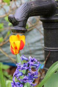 Tulip pump water tulip spring