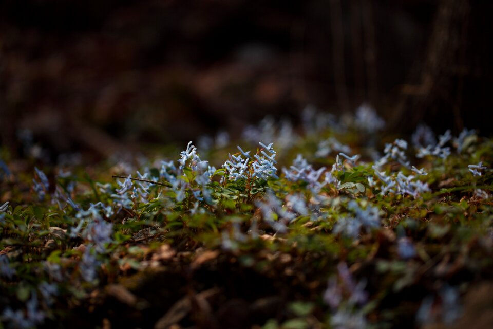 Some people don't plants spring flowers