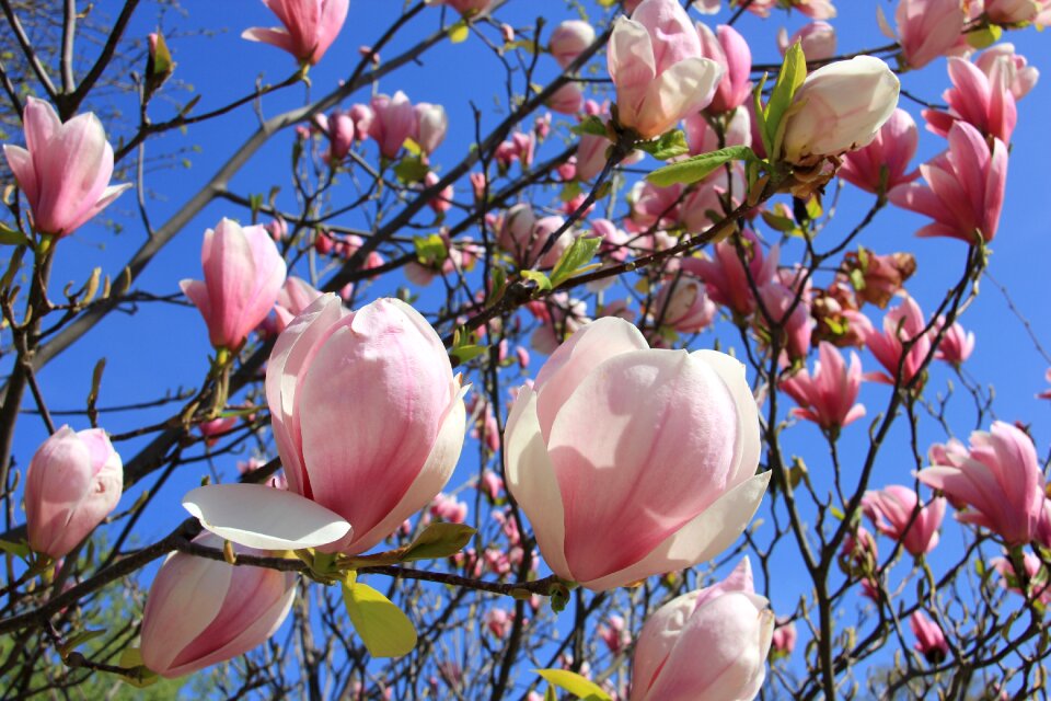 Bloom spring tree