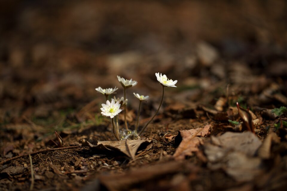 Flowers little wildflower