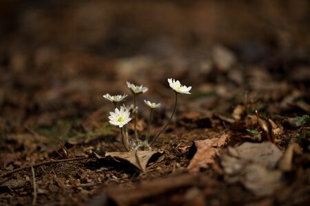 Flowers little wildflower