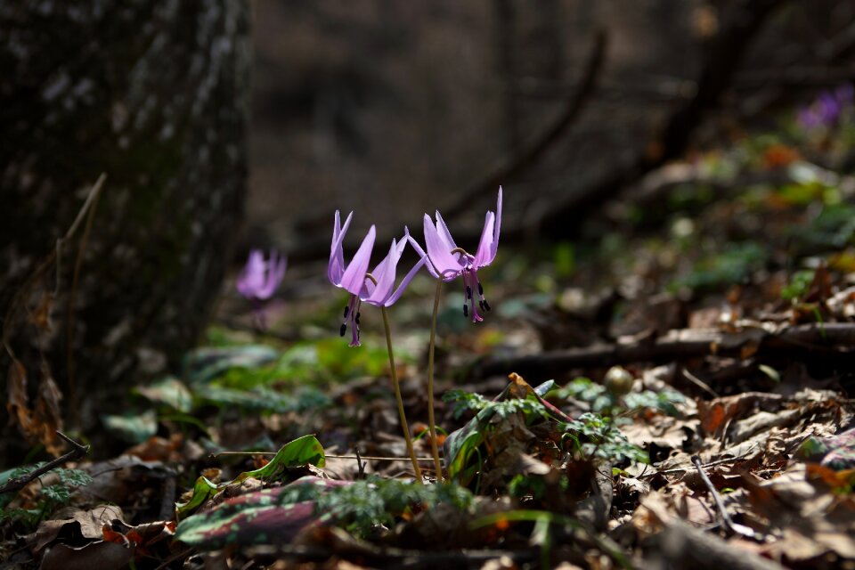 Plants how do spring