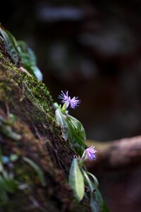 Wood plants maiden skirt