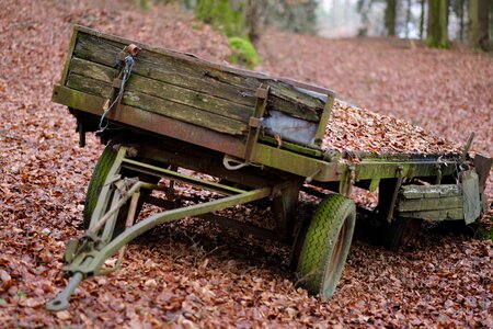 Cart forest leaves