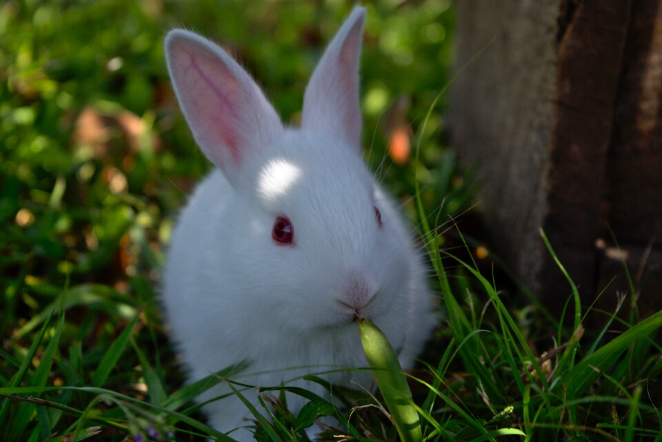 Bunny easter animal