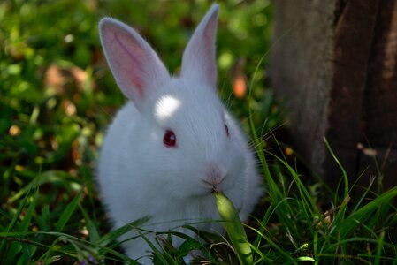 Bunny easter animal photo