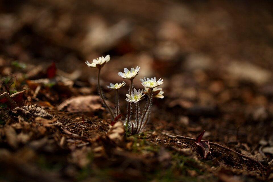 Hepatica white casino day return spring flowers