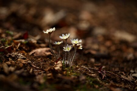 Hepatica white casino day return spring flowers