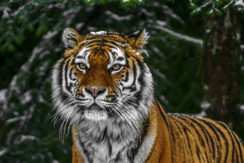 Predator carnivores zoo