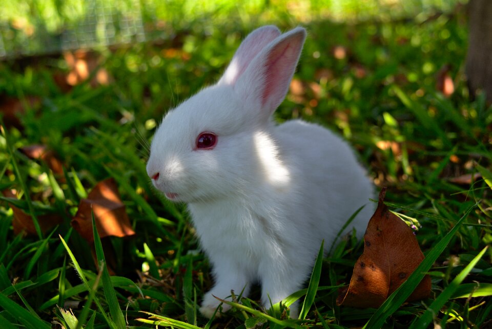 Bunny easter animal