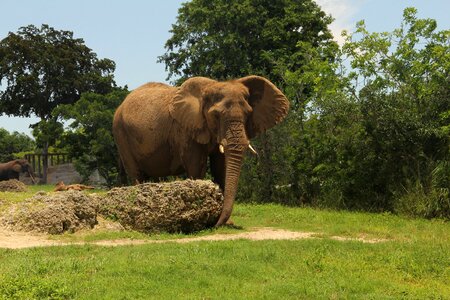 Big animal africa photo