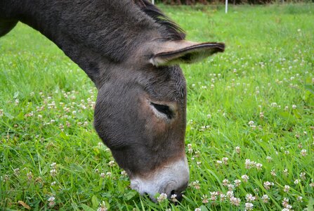 Profile head equine photo