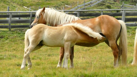 Nature mare and foal animal world
