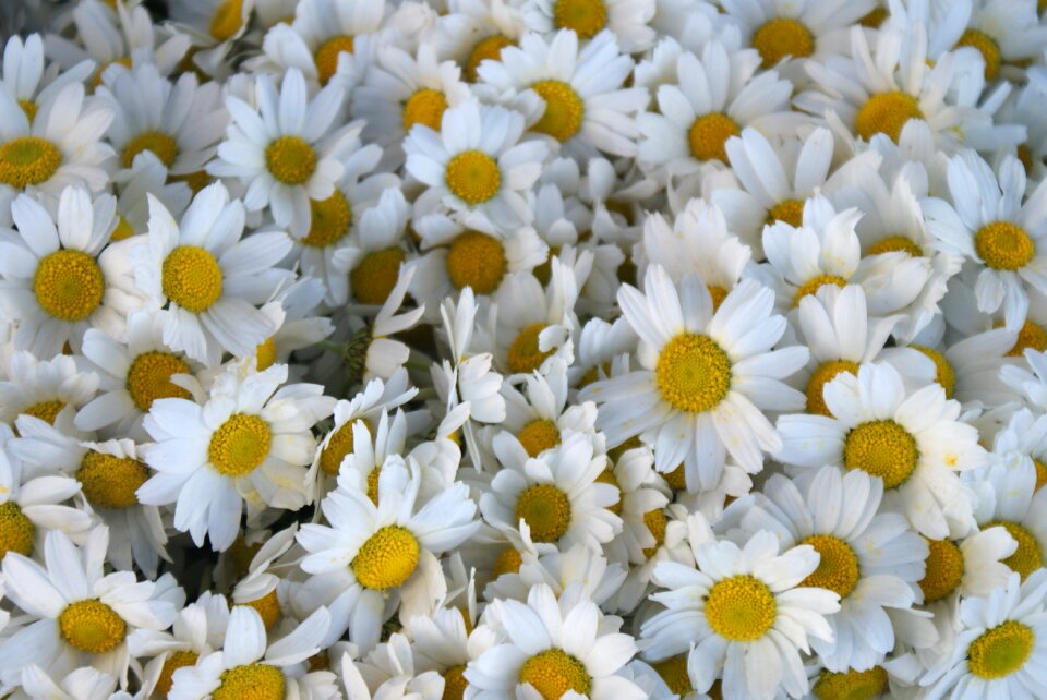 Flower daisy white daisies