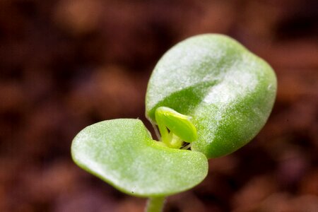 Meristem growth green
