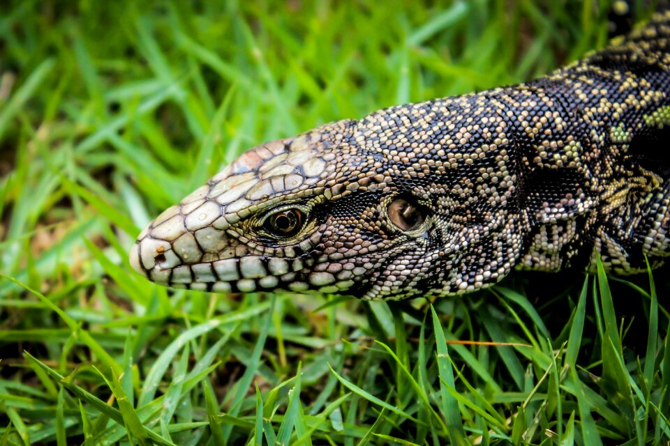 Lizards outdoors animalia