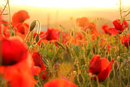 Sunset field horizon