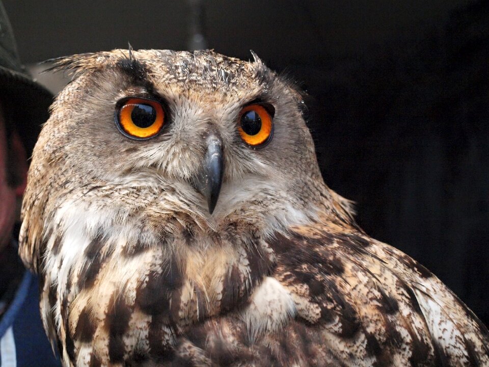 Wildlife prey brown owl