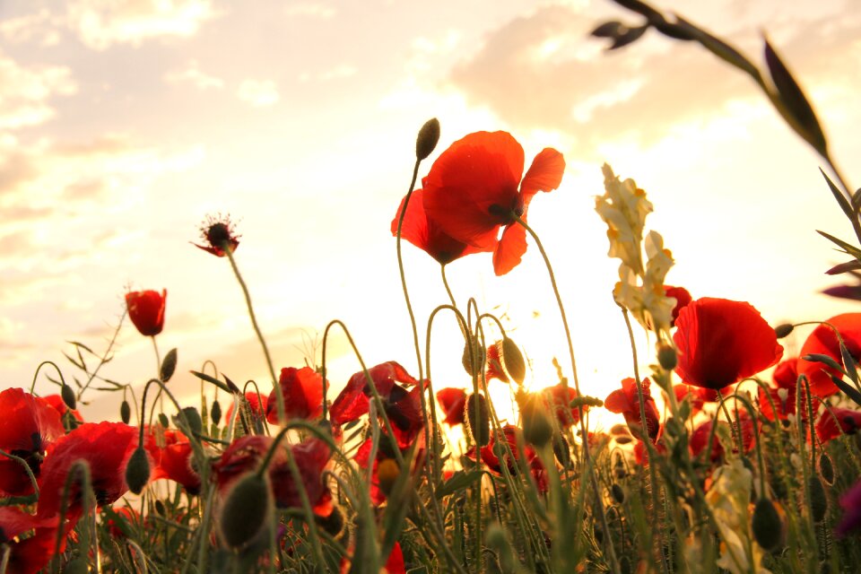 Poppies sunset field