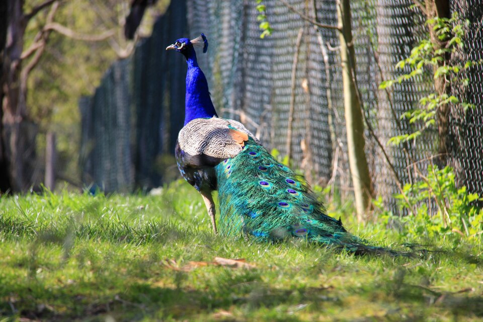 Feather peacock feathers plumage