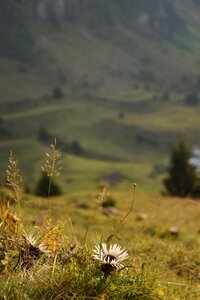 Flower mountain nature
