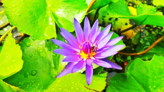 Lotus purple purple flowers flower