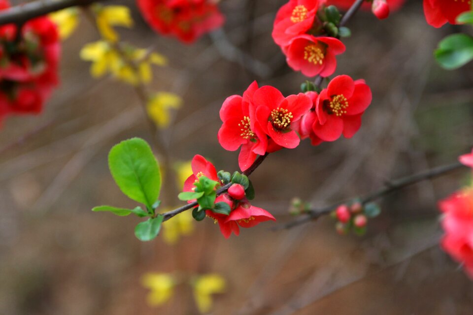 Quarter plants petal