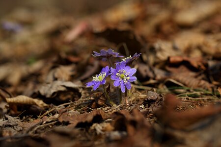 Flowers leaf little