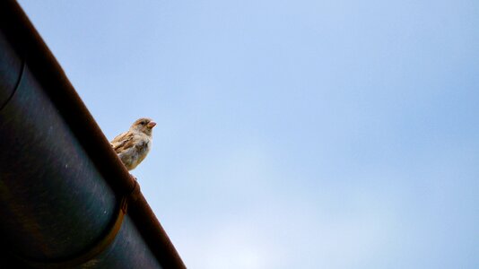 Animal world animal sparrow