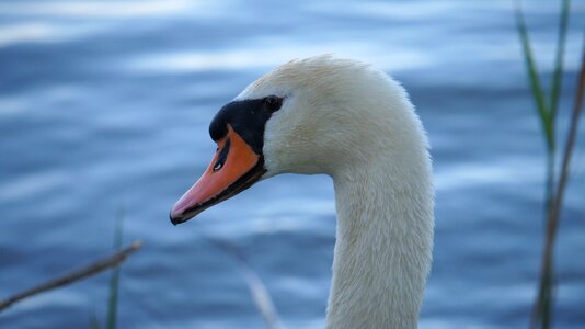 Waters swan lake photo