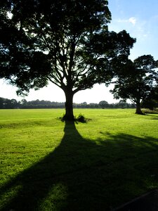 Tree sunset summer