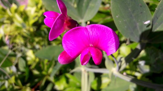 Beautiful lathyrus odoratus flowers