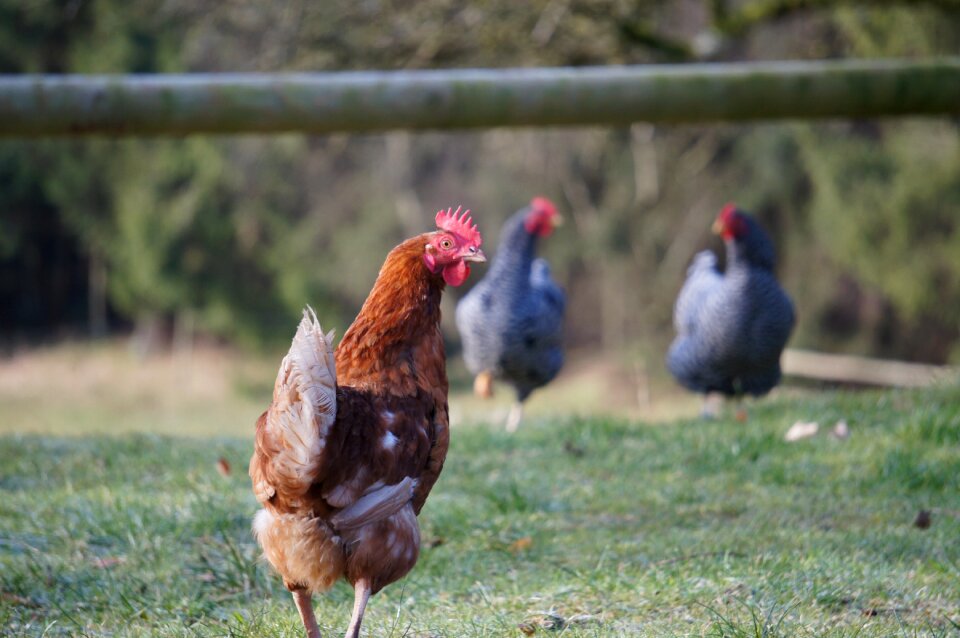 Animal farm poultry