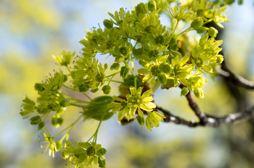 Yellow spring hope