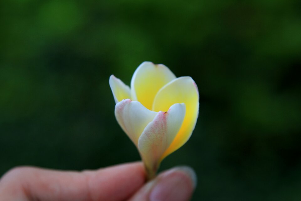 Flower plumeria plant