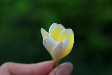 Flower plumeria plant photo
