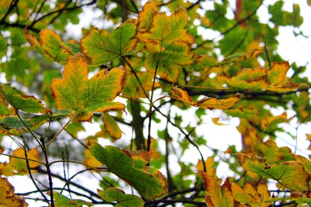 Nature october autumn tree