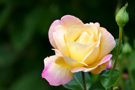 Yellow pink garden