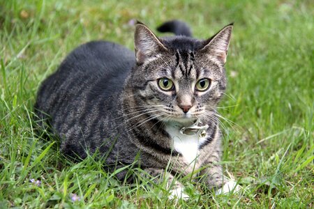 Cute domestic kitten photo