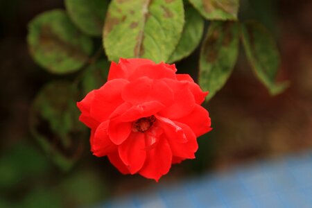 Rose red rose plant photo