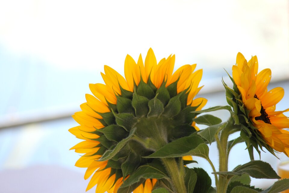 Summer leaf sunflower