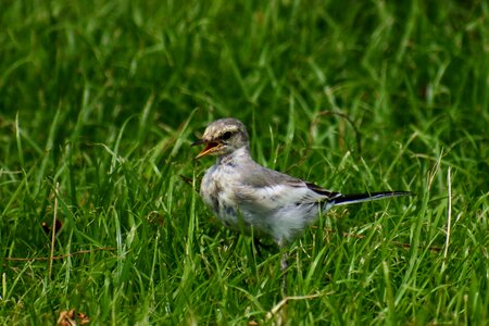 Little bird high security level young bird