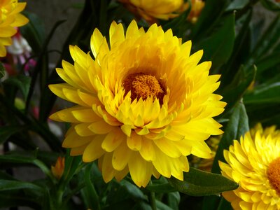 Filled bright blossom