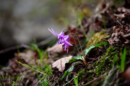 Leaf flowers spring