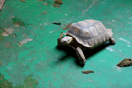 Zoo animal sea turtle