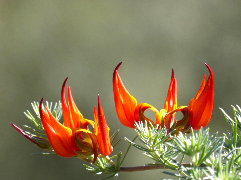 Flower plant approach