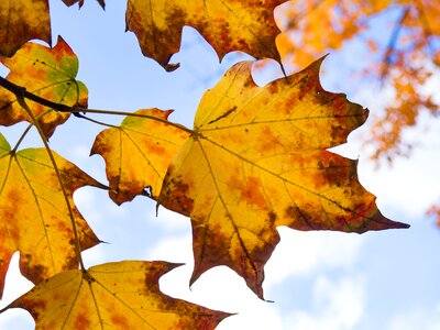 Leaves maple sky