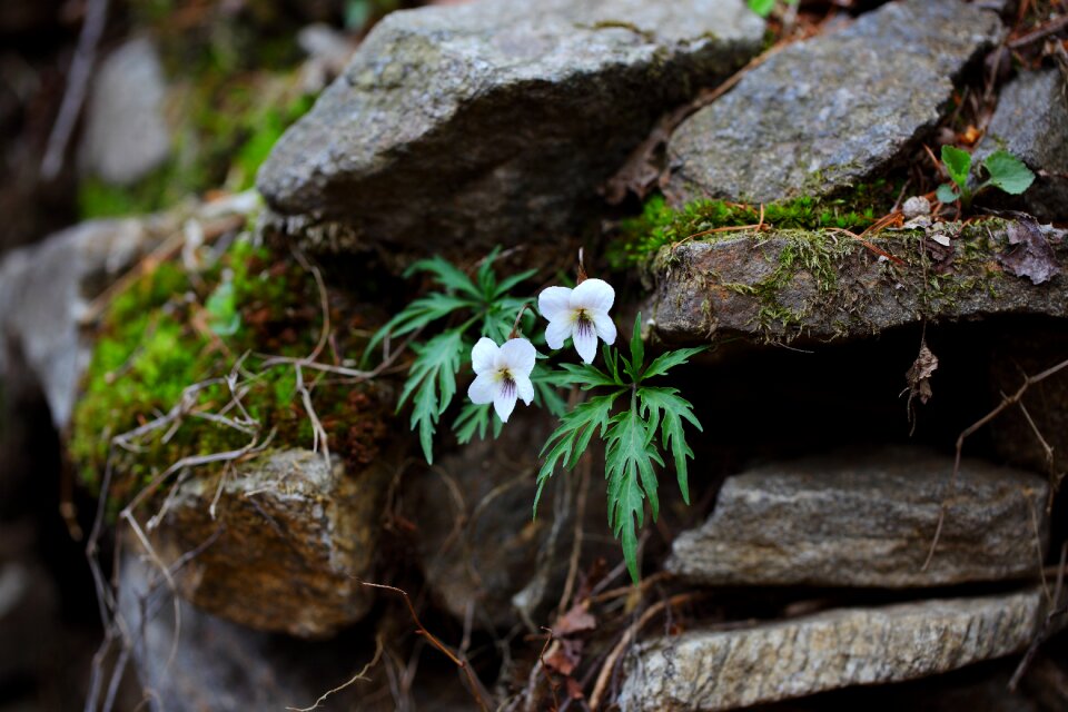 Outdoors leaf wildflower
