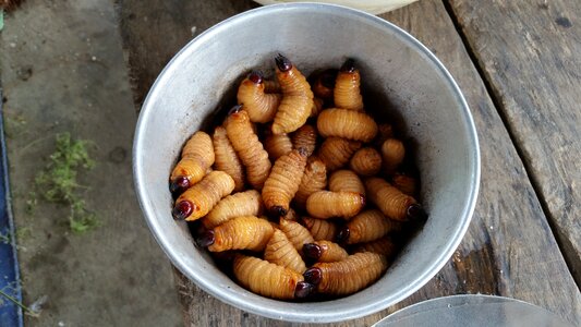 Disgusting food worm